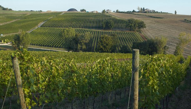tenuta-castelbuono-vigne