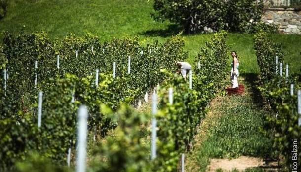 vendemmia