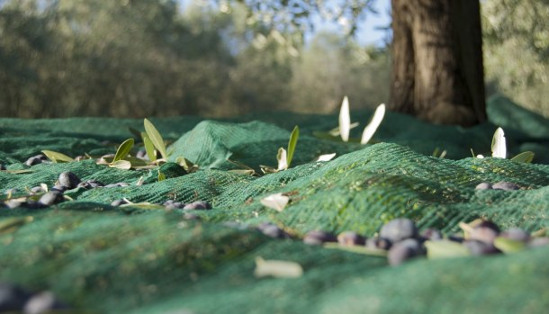 raccolta-olive-cantina-carpineti