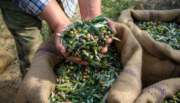 olive brisighella